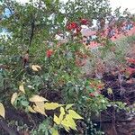 Pyracantha coccineaFolha