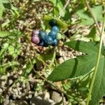 Persicaria perfoliata फल