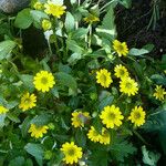 Sanvitalia procumbens Fiore