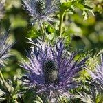 Eryngium alpinum Flower