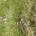 Campanula rapunculusЦвят