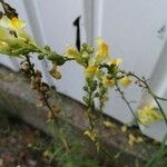 Linaria vulgaris Flower