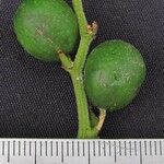 Cayaponia buraeavii फल