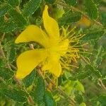 Hypericum balearicum 花