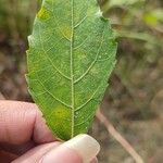 Ficus exasperata Leaf