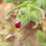 Nonea erecta Flower