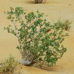 Jatropha chevalieri ശീലം