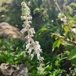 Orthosiphon rubicundus Flower