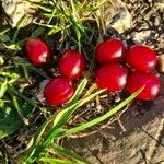 Vaccinium macrocarpon Fruit