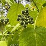 Solanum erianthum Fruit