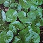 Asarum europaeum Fuelha