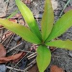 Brackenridgea arenaria Лист