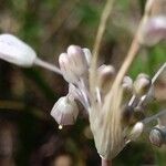 Allium paniculatum Flower