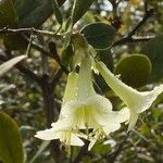 Rhododendron flavoviride Kvet