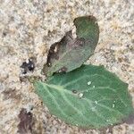 Sonchus bulbosus Likasa
