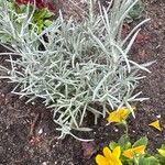 Helichrysum italicum Folha