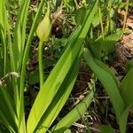 Hemerocallis yezoensis