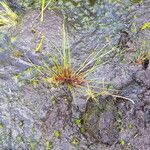 Juncus bulbosus Leaf