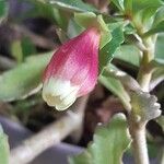 Kalanchoe miniata Flor