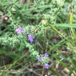 Verbena canescens Kukka