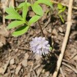 Hydrophyllum capitatum Blomst