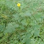 Sonchus oleraceus Hàbitat