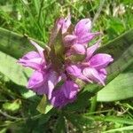 Dactylorhiza majalis Fula