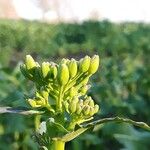 Brassica napus Flower