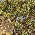 Callicarpa pedunculata Lapas