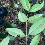 Garcinia epunctata Φύλλο