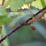 Rubus camptostachys Casca