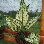 Aglaonema costatum Blatt