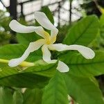 Tabernaemontana pachysiphon Flower