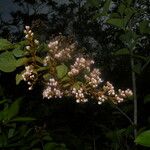 Heteropterys panamensis 花