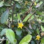 Corokia cotoneaster অভ্যাস