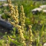 Rumex pallidus