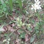 Saxifraga granulata 整株植物