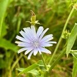 Cichorium endivia花