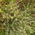 Artemisia ludoviciana ഇല