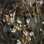 Allium moschatum Altul/Alta