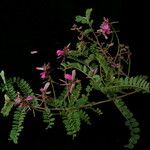 Indigofera dosua Hábito