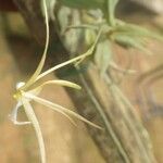 Angraecum angustum Flower