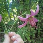 Lilium martagonΛουλούδι