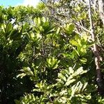 Pycnandra neocaledonica Hábito