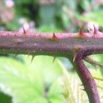 Rubus scabripes പുറംതൊലി