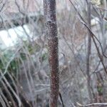 Fothergilla gardenii 樹皮