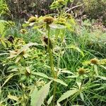 Bidens radiata Habitus