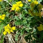 Coronilla vaginalis Leaf