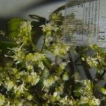 Miconia longifolia Други