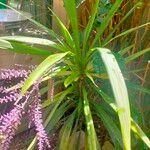 Cordyline stricta Leht